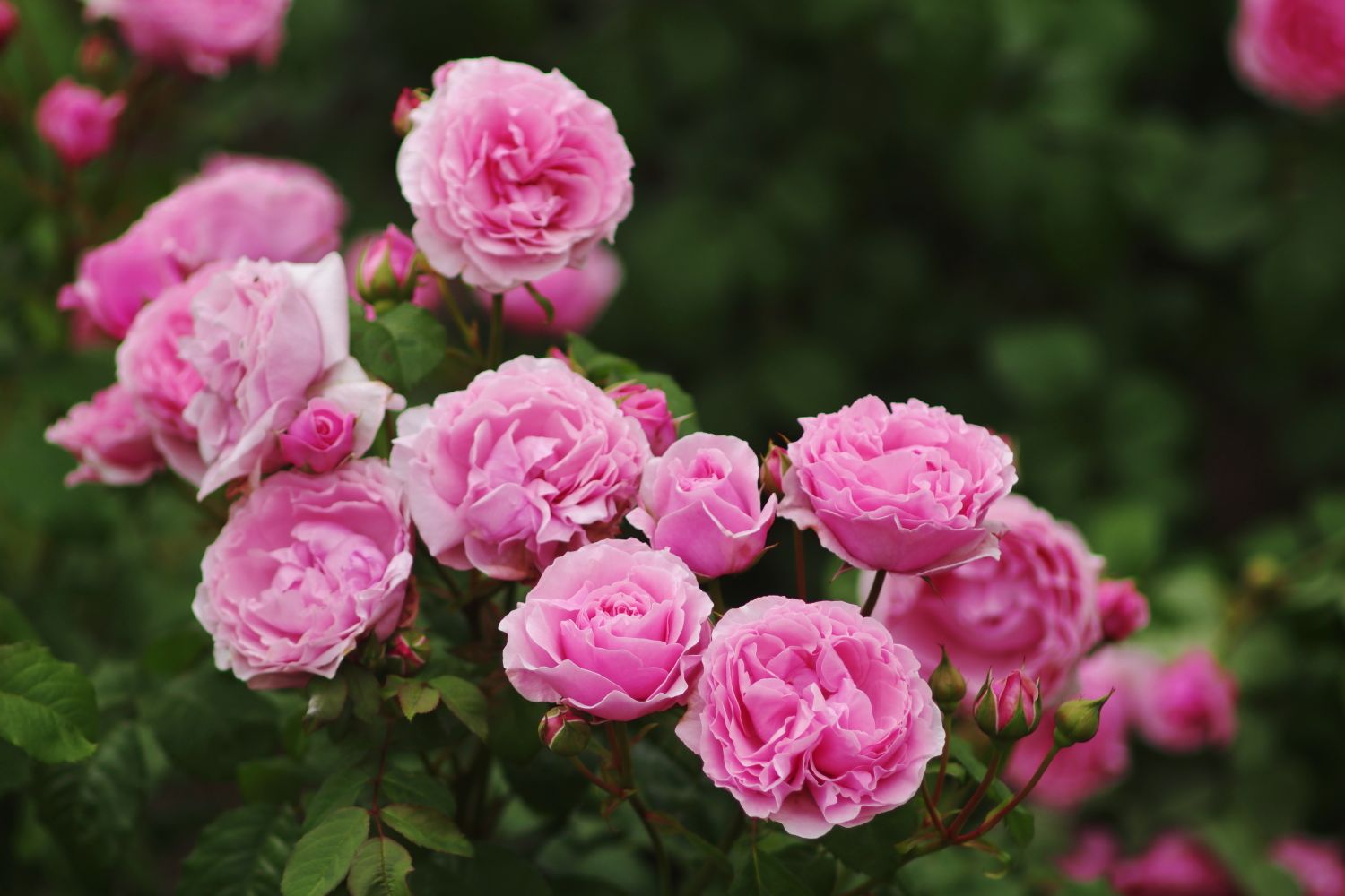 Pink garden roses blooming on a bush surrounded by green foliage