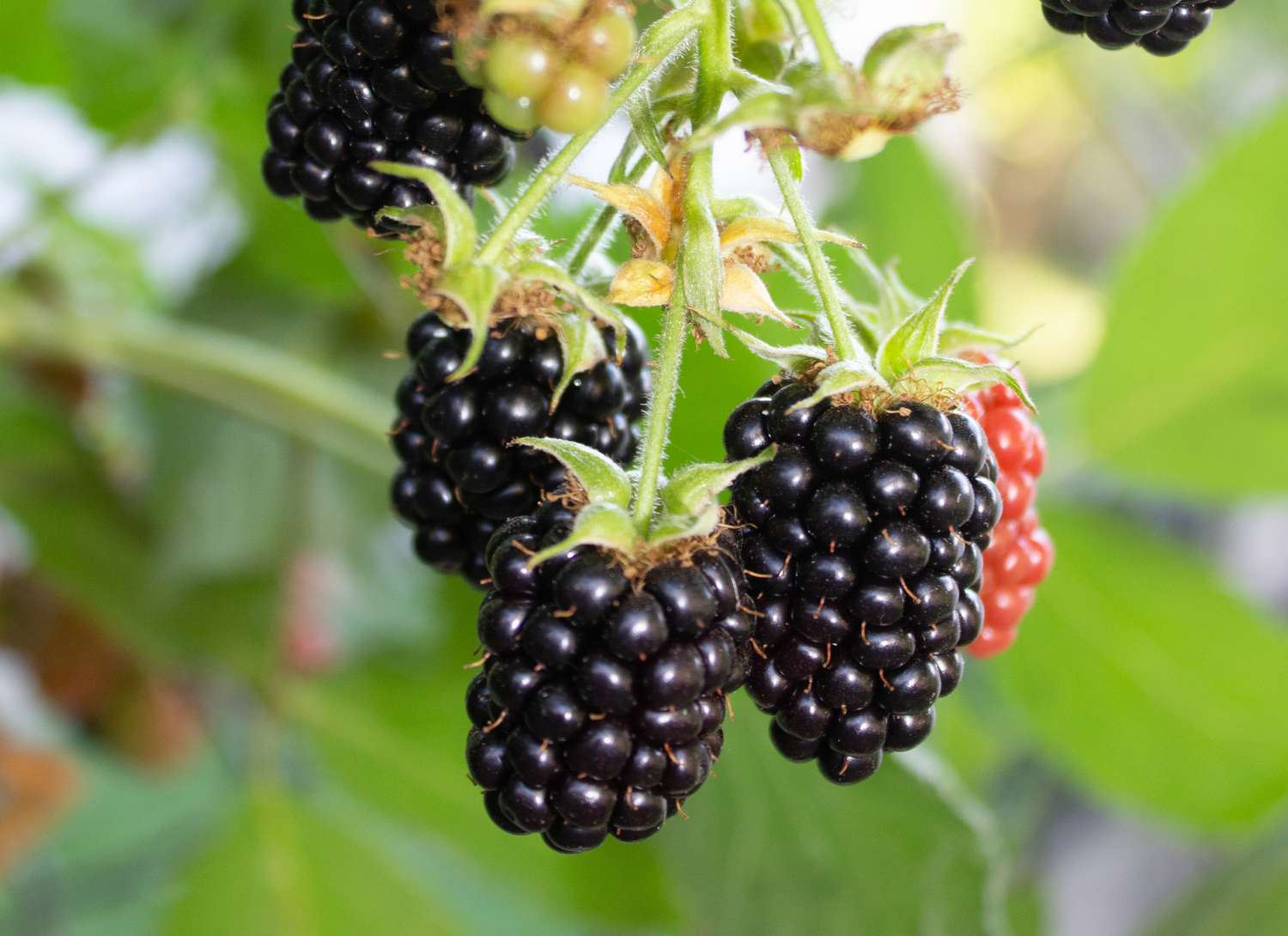 multiple blackberries on the vine