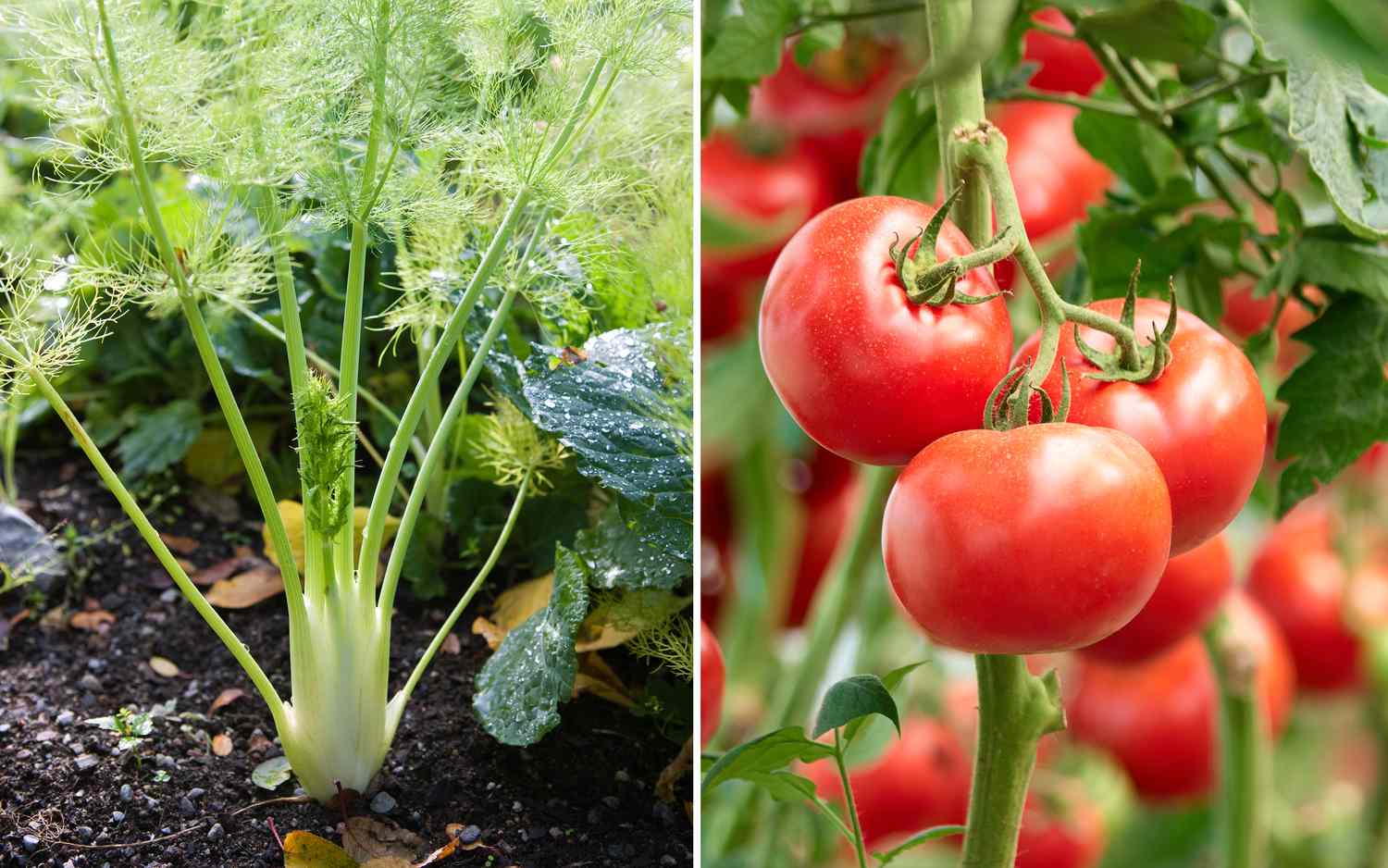 fennel and tomato growing