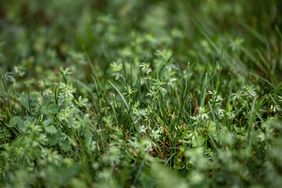 Crassula helmsii, Swamp Stonecrop, New Zealand pigmyweed, Field Madder