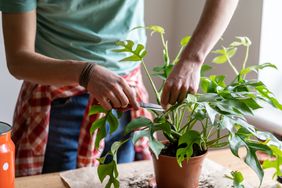 person prunes houseplant
