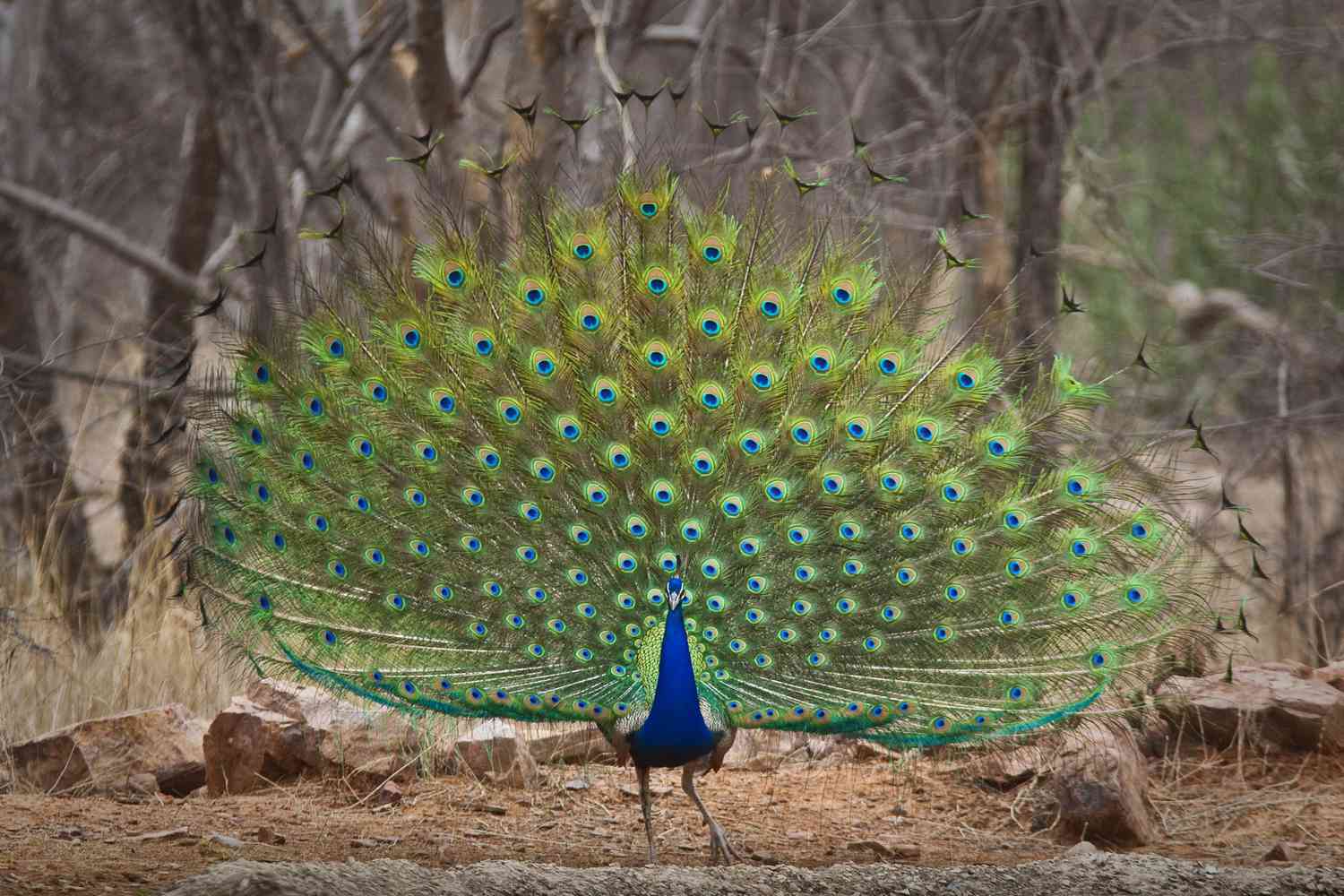 Indian Peafowl, or Peacock, displaying tail feathers.