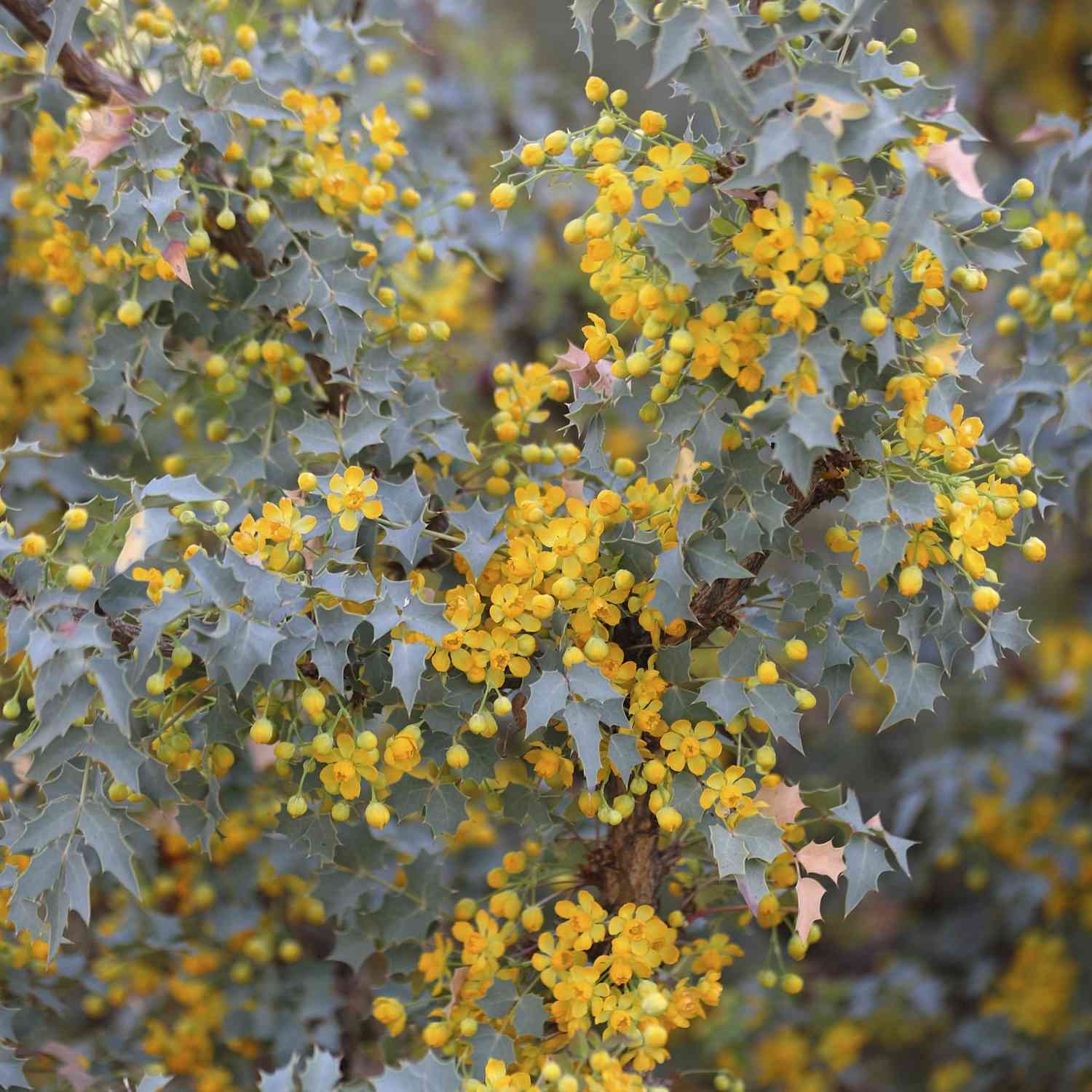 Mahonia-yellow-flowers-0316.jpg (skyword:242022)