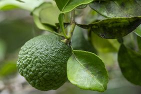 A kaffir lime hanging on a branch surrounded by leaves