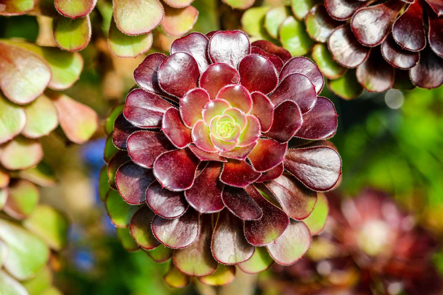 Black Rose Aeonium