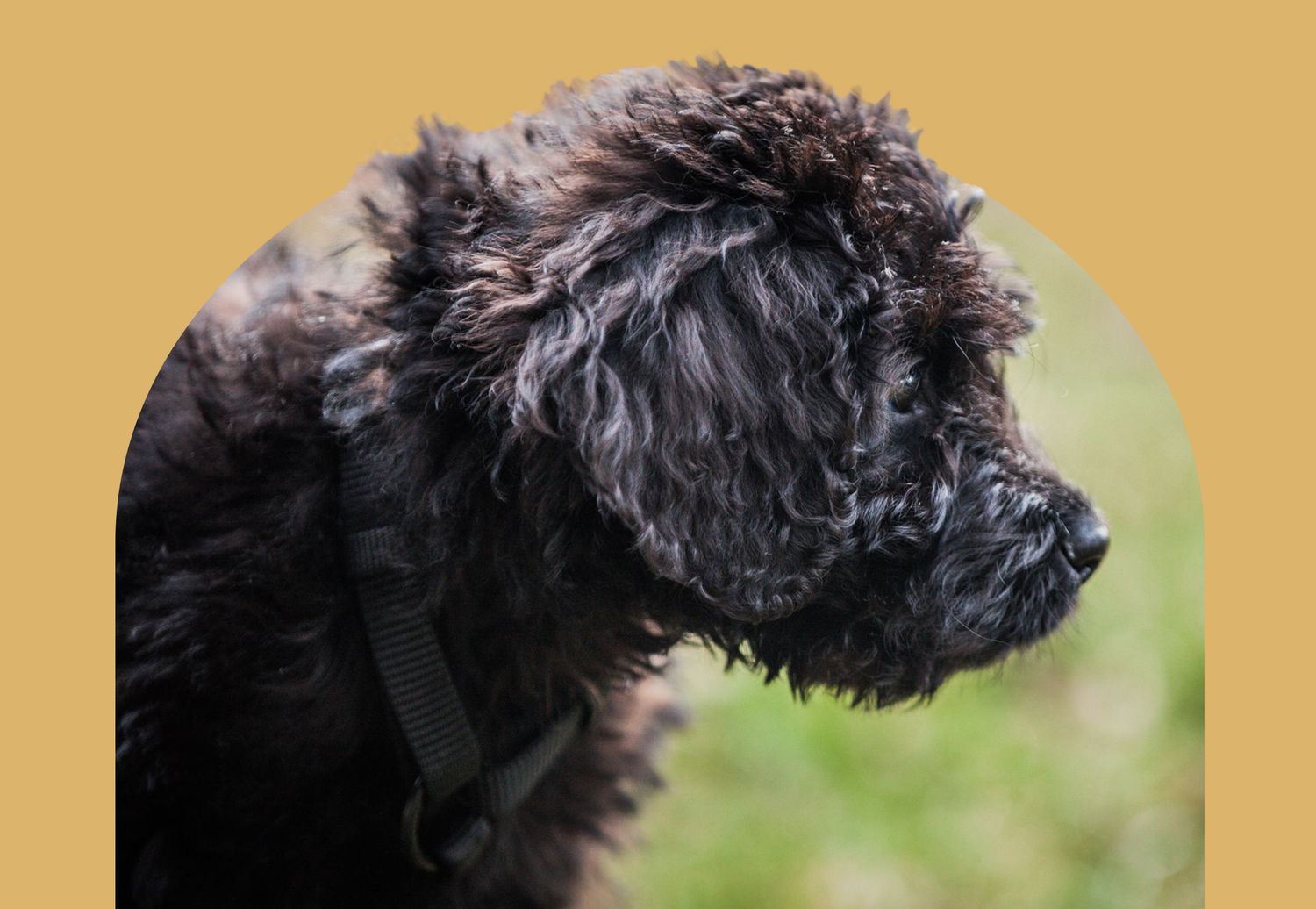 newfypoo dog profile on yellow background