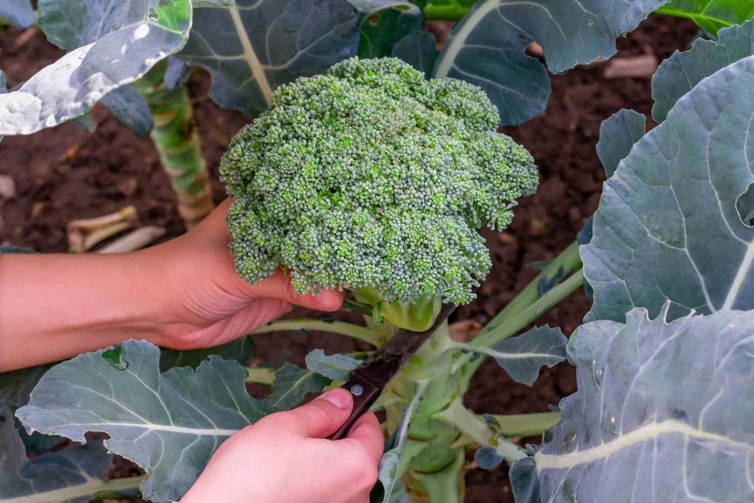 Hands cutting a broccoli head from the plant with a tool