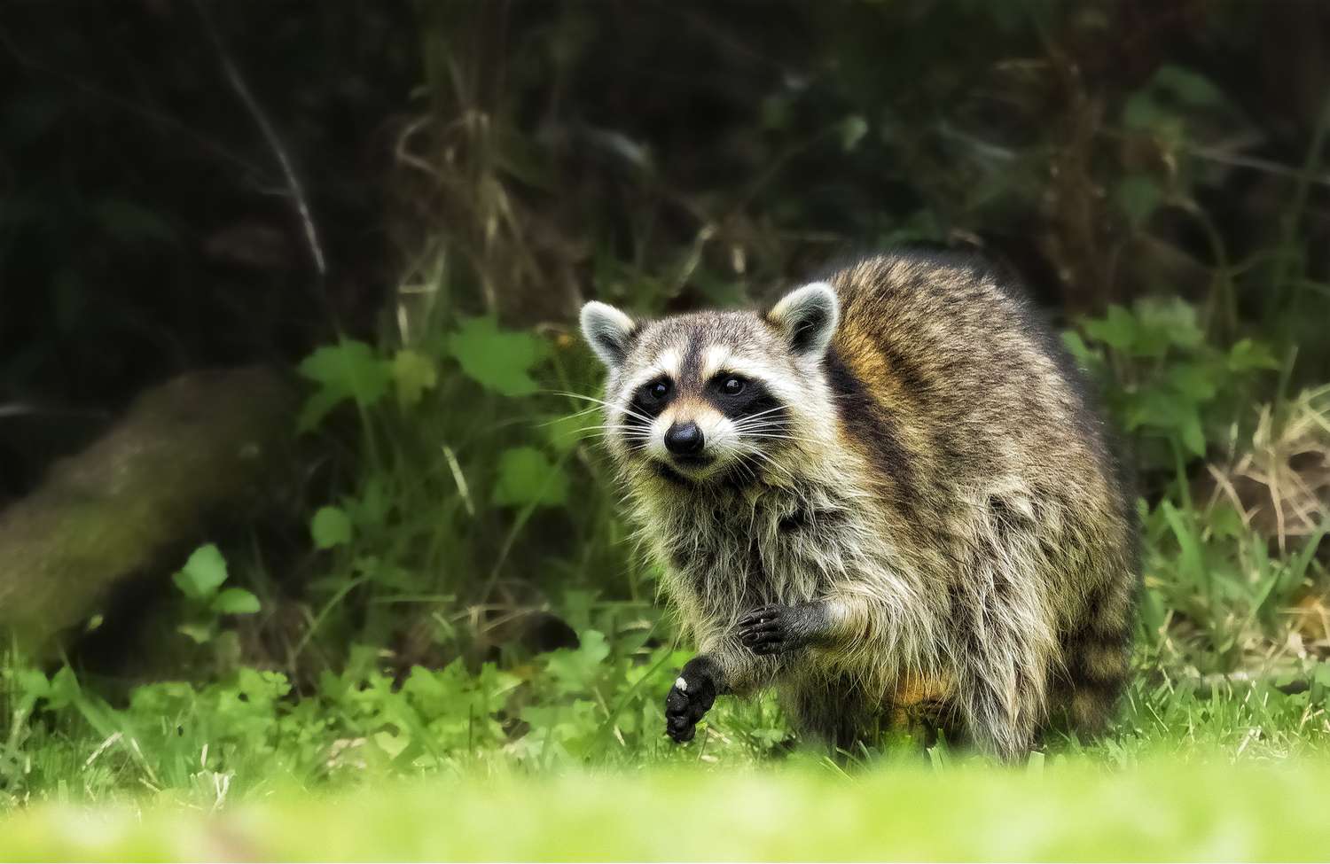 raccoon in yard 