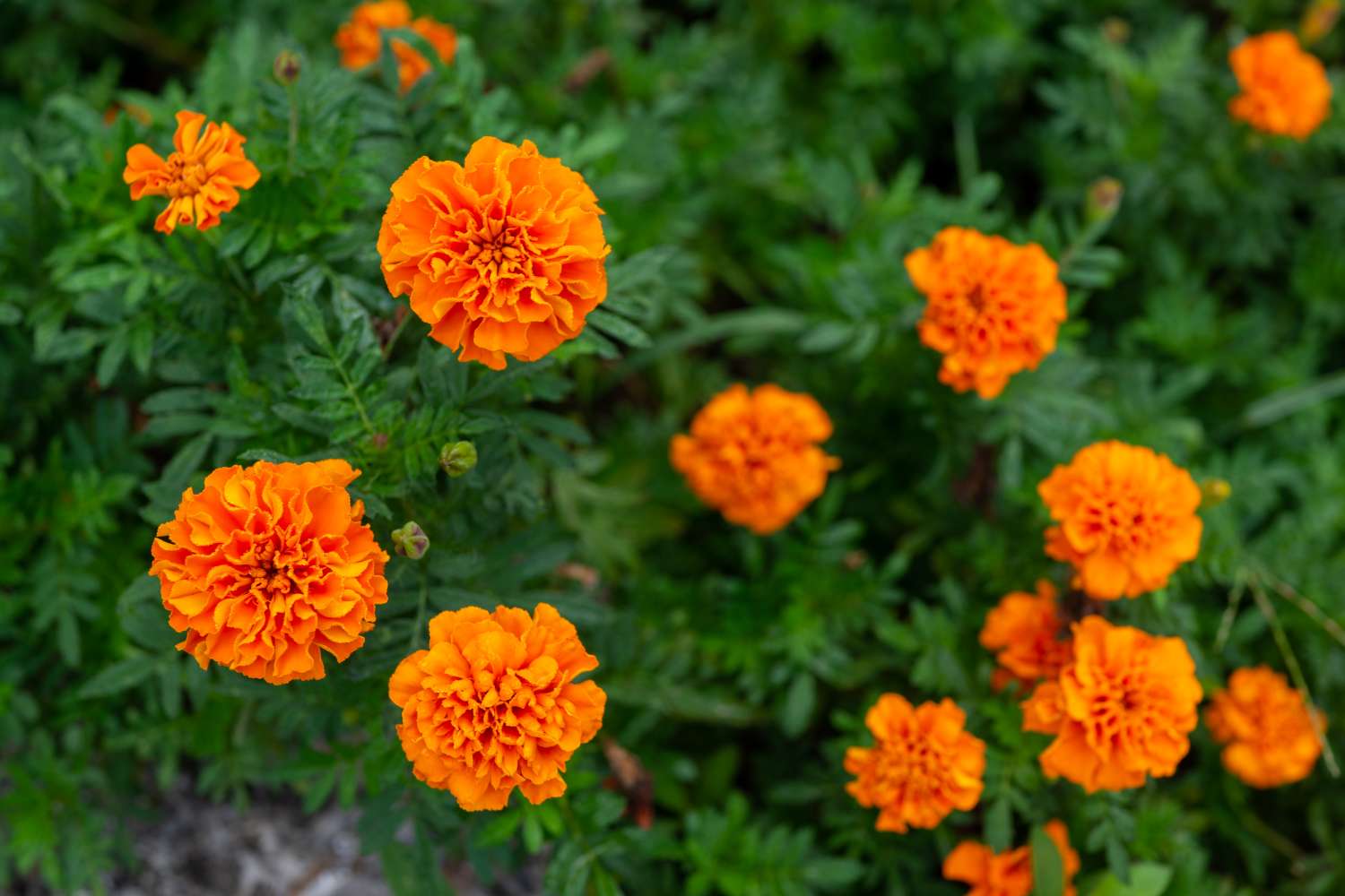 Orange marigold flowers growing in a garden
