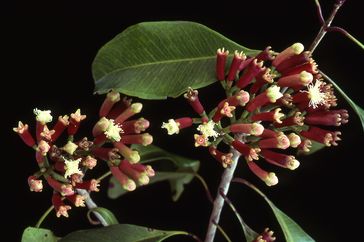 Cluster of clove flower buds on a branch