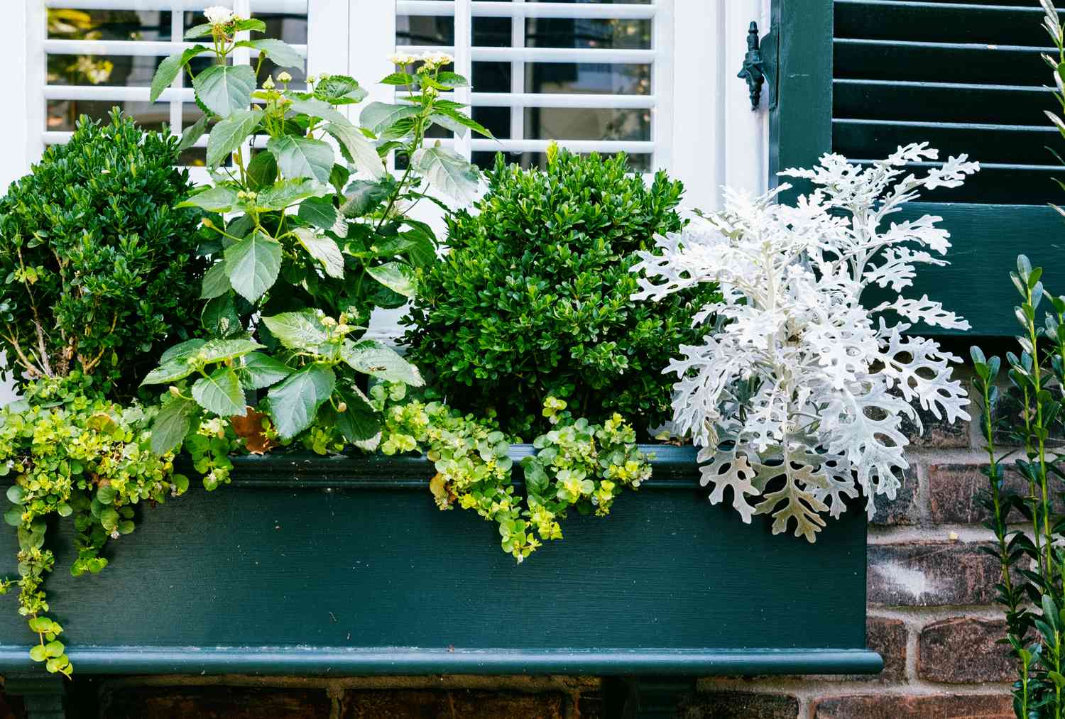 Window box with greenery
