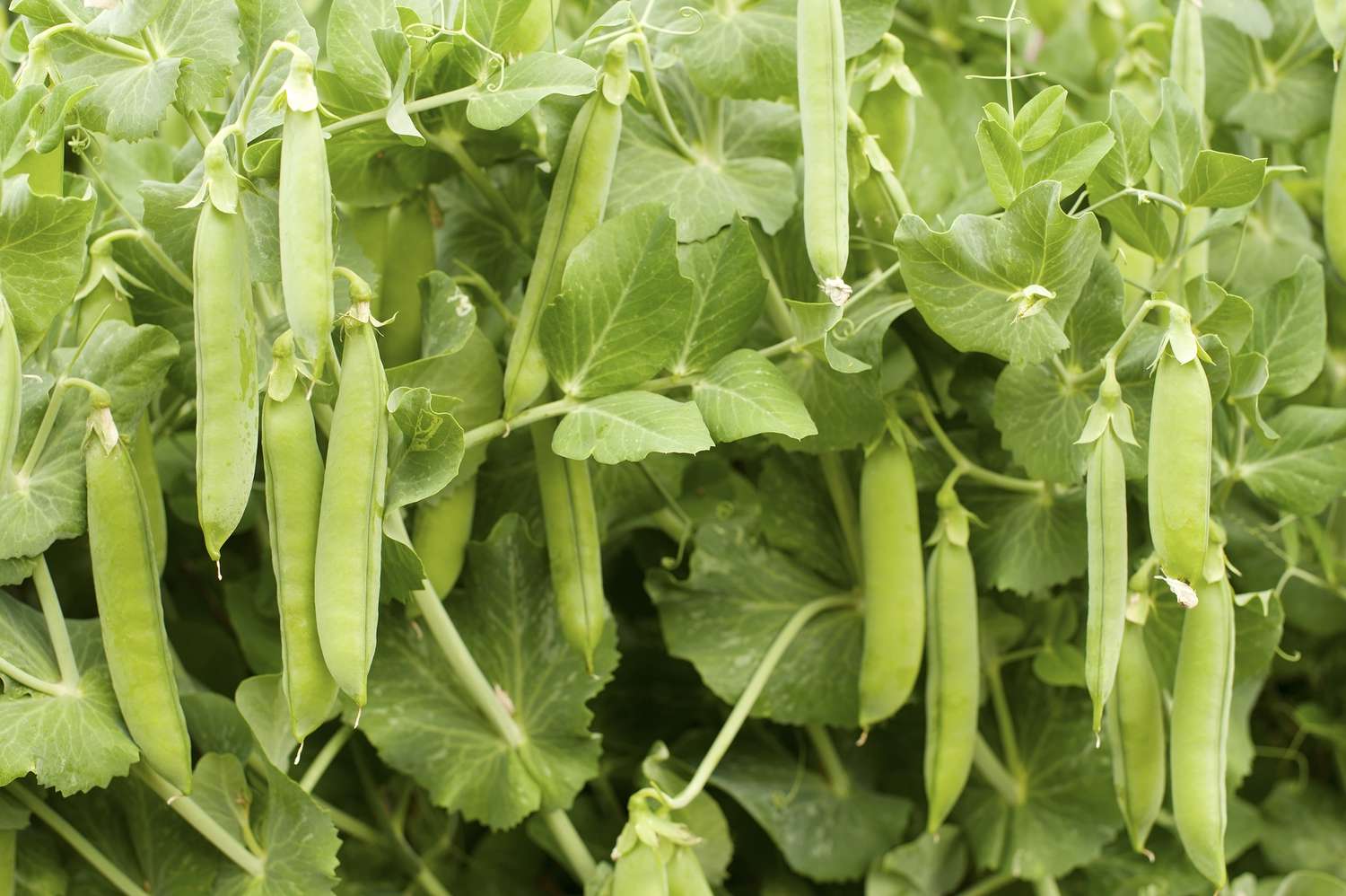 snap peas growing on leafy pea plants
