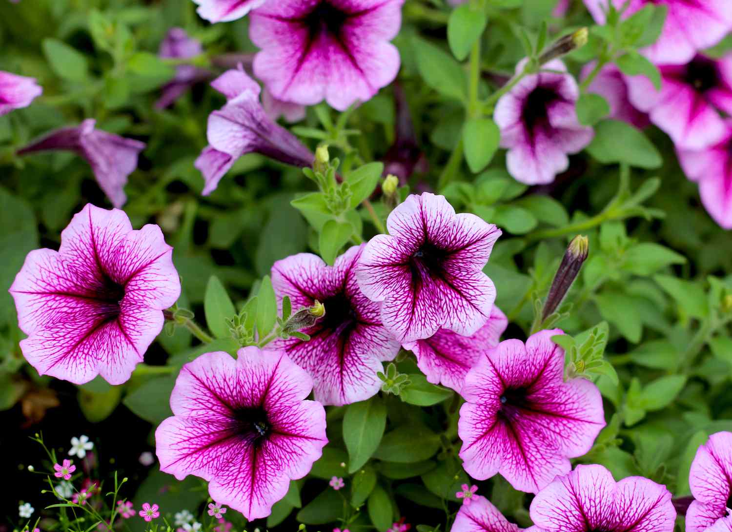 purple and pink supertunia petunias blooming in garden