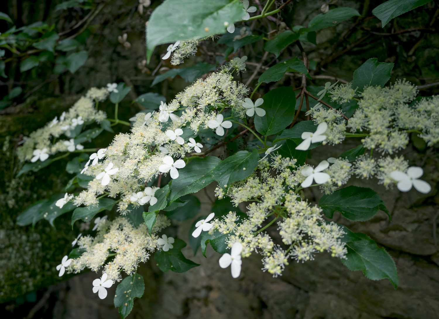 Climbing Hydrangea in garden