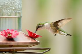 A hummingbird feeding at a red flowershaped feeder