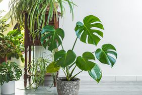 Monstera and other indoors plants in a room 