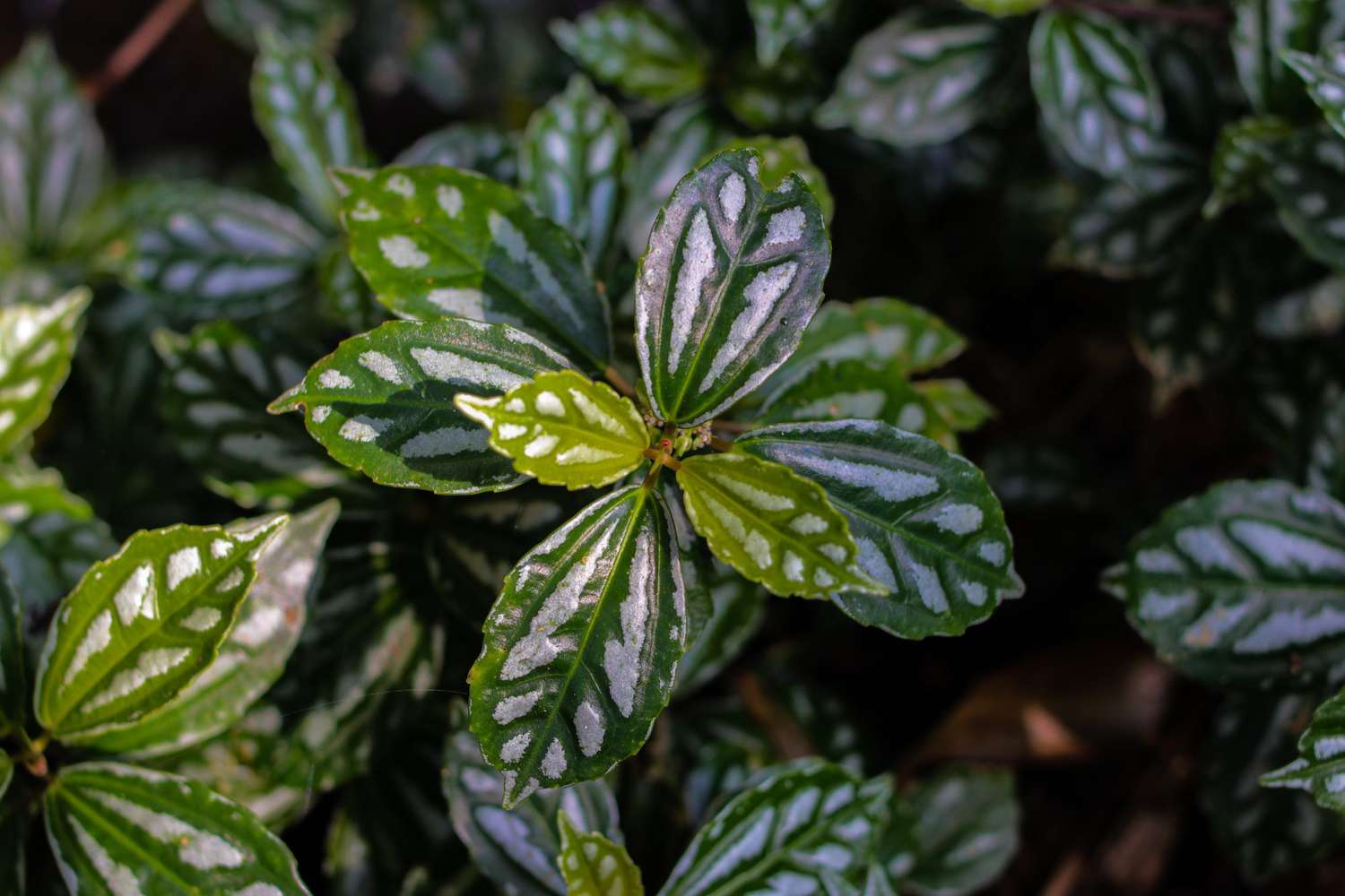 aluminum plant with silver and green leaves