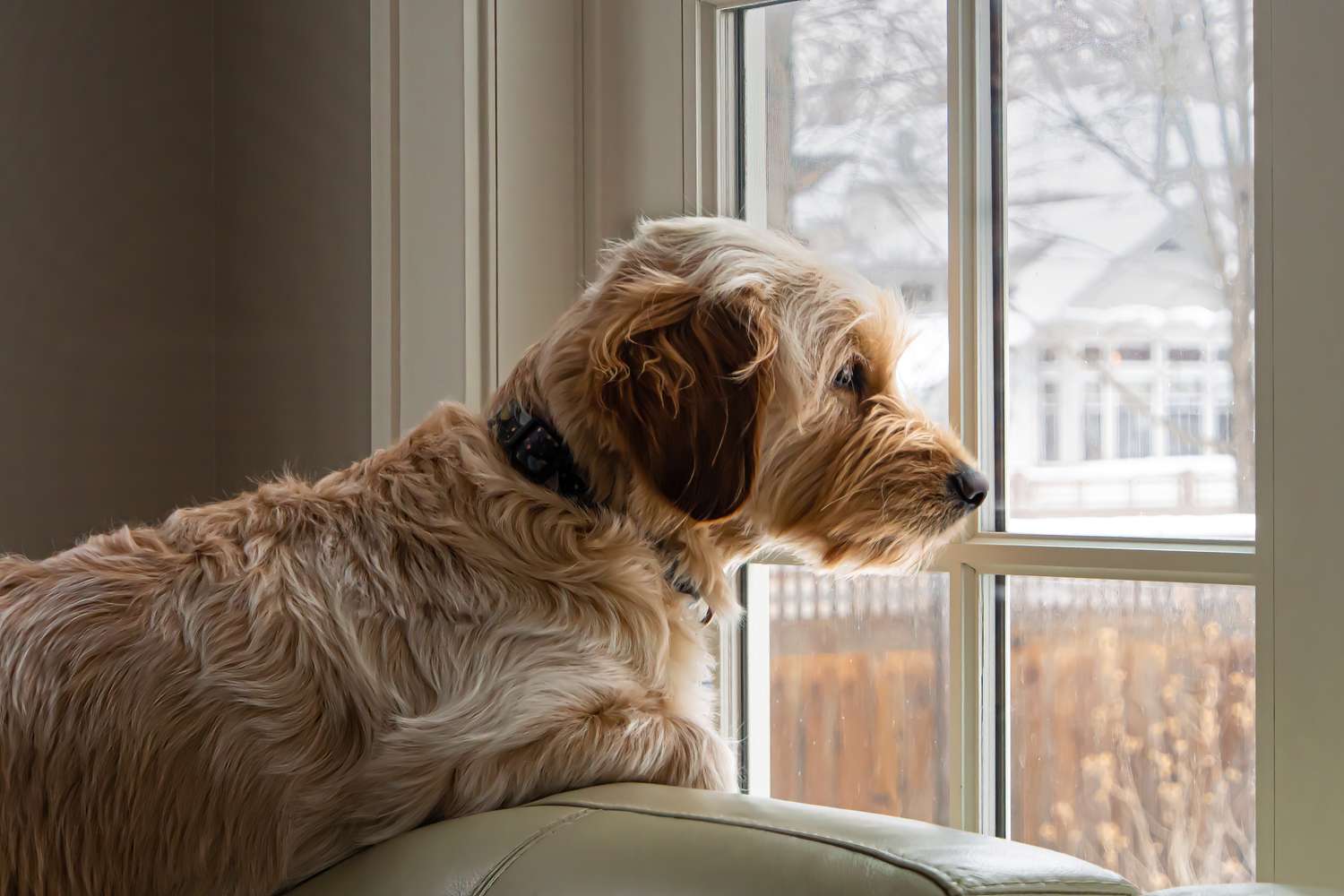 A dog looking out the window