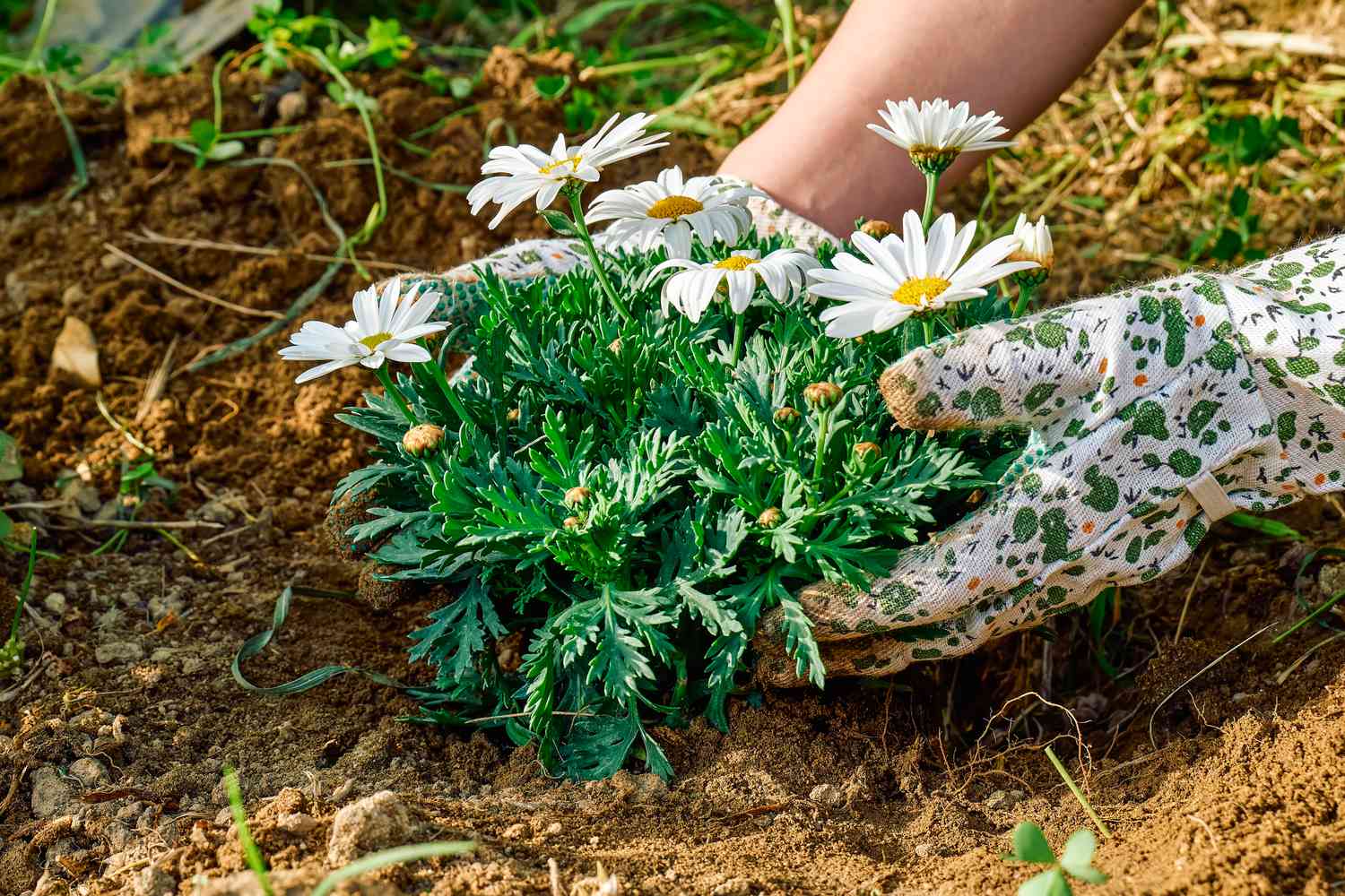 planting daisies in the garden