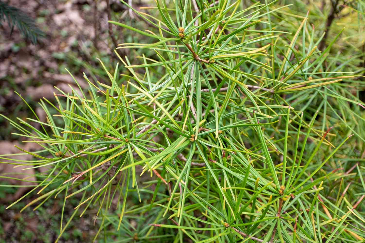 Umbrella Pine