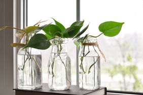 Three glass bottles with plant cuttings by a windowsill