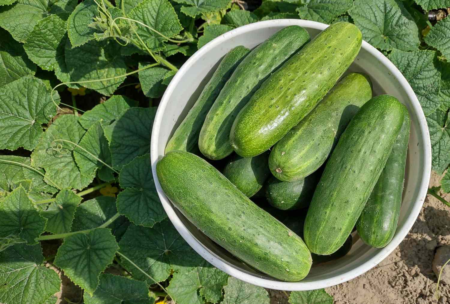 A bowl of cucumbers placed among cucumber plants