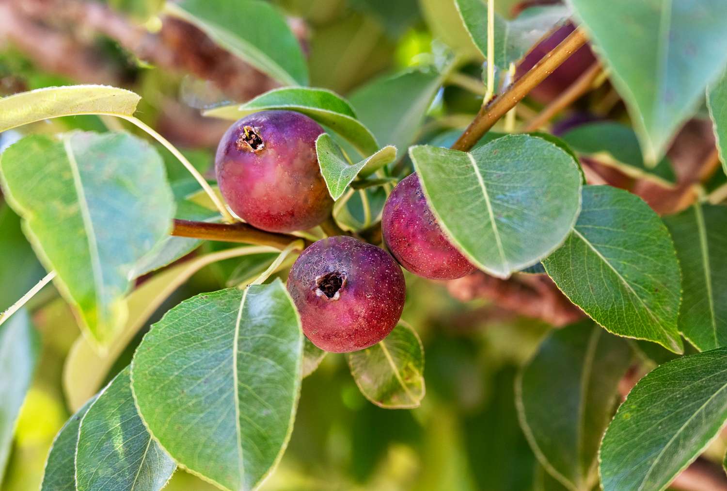 Seckel pears growing on a tree with green leaves around them