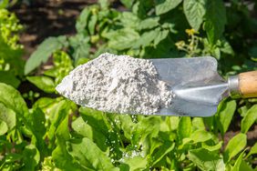 Cornstarch being used in the garden