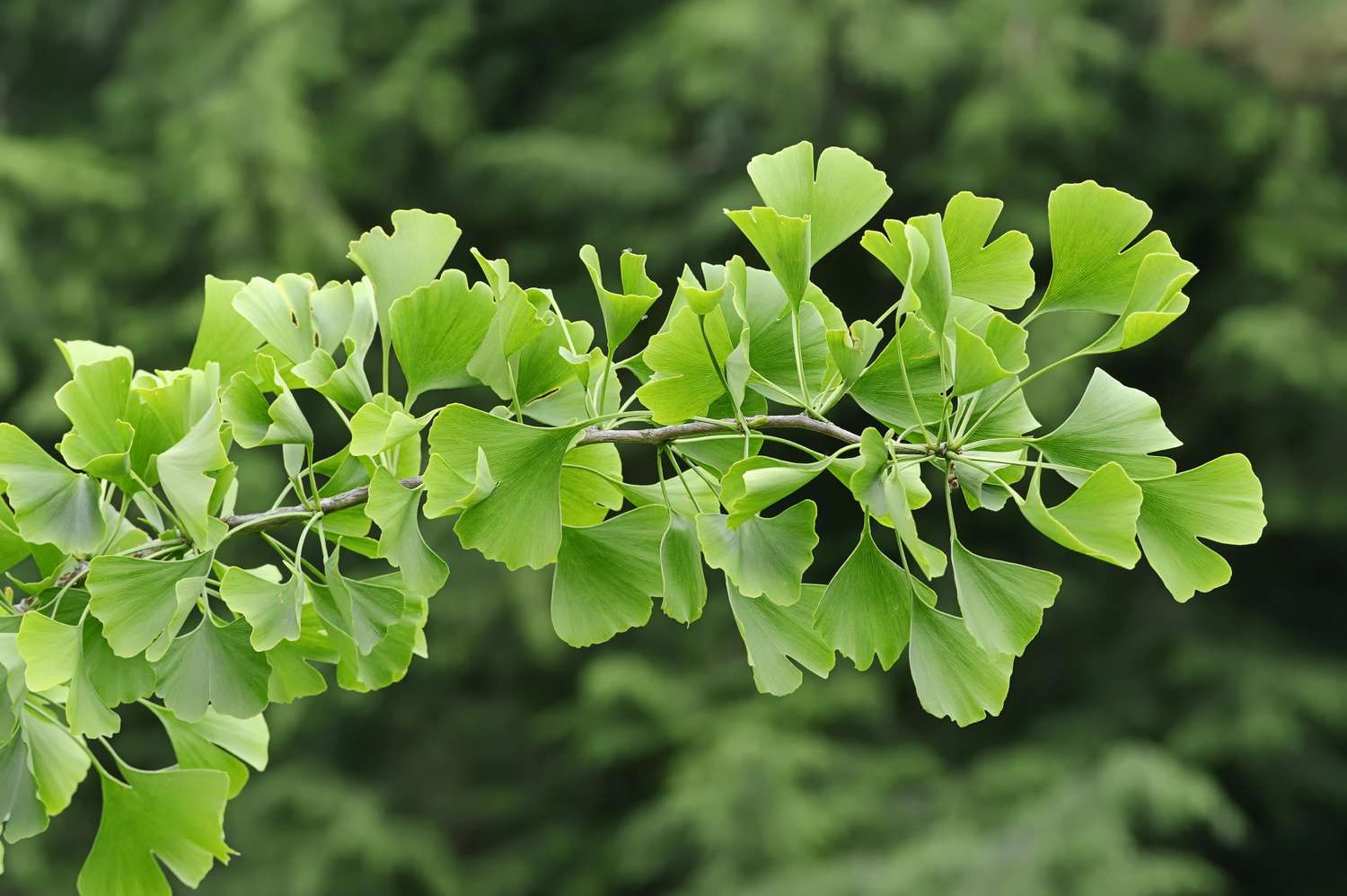 Ginkgo tree, Gingko tree or Maidenhair tree (Ginkgo biloba), North Rhine-Westphalia, Germany