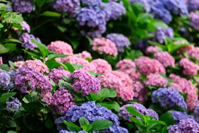 red and purple hydrangeas