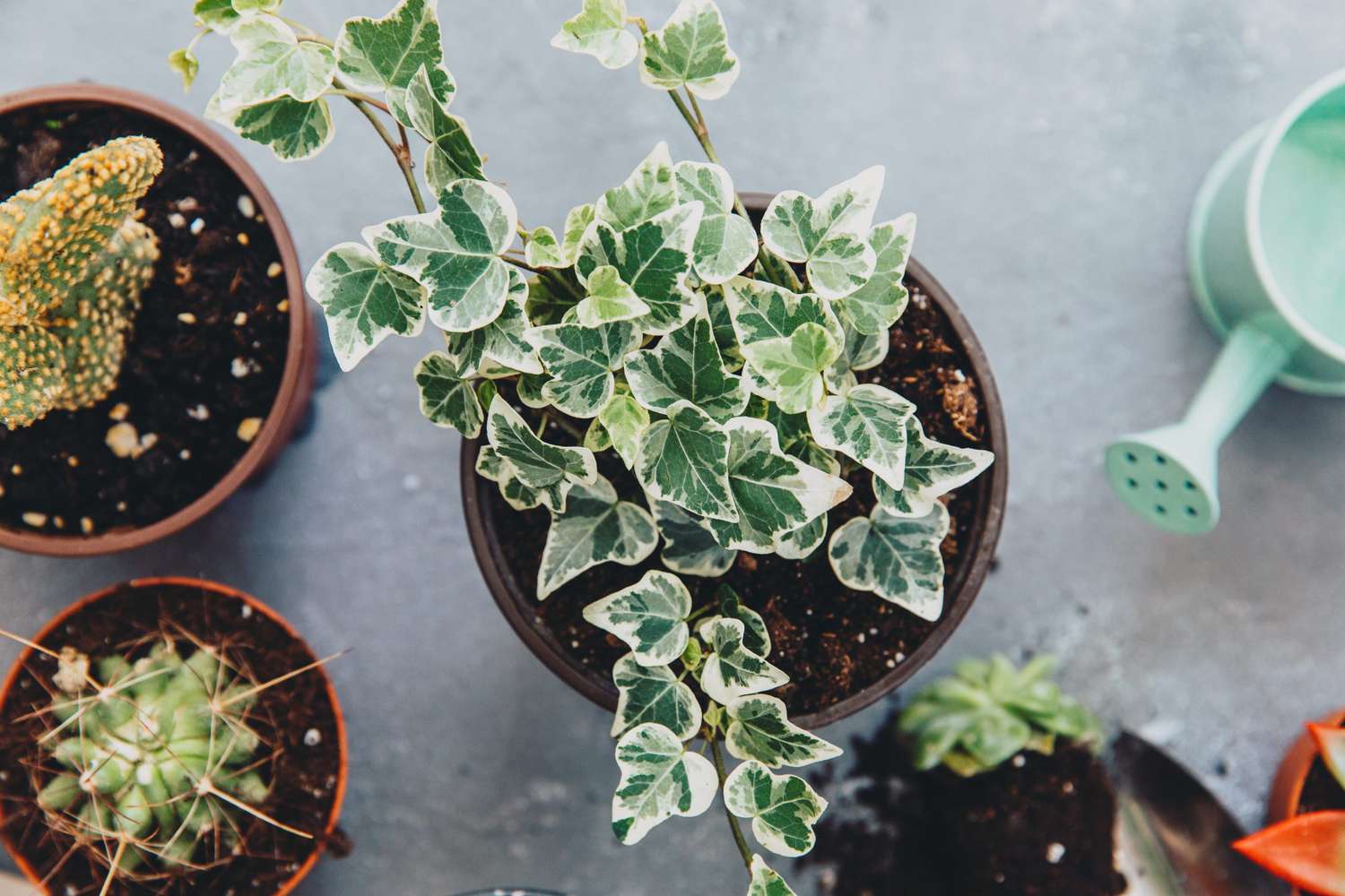 ivy plant on grey surface next to other plants and watering can