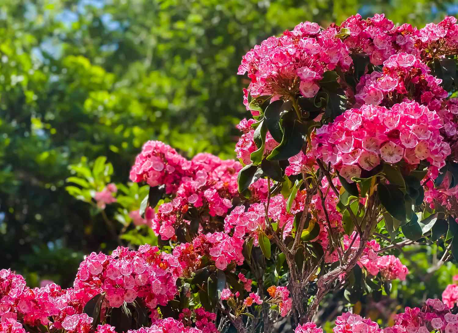 Laurel Minuet pink shrub