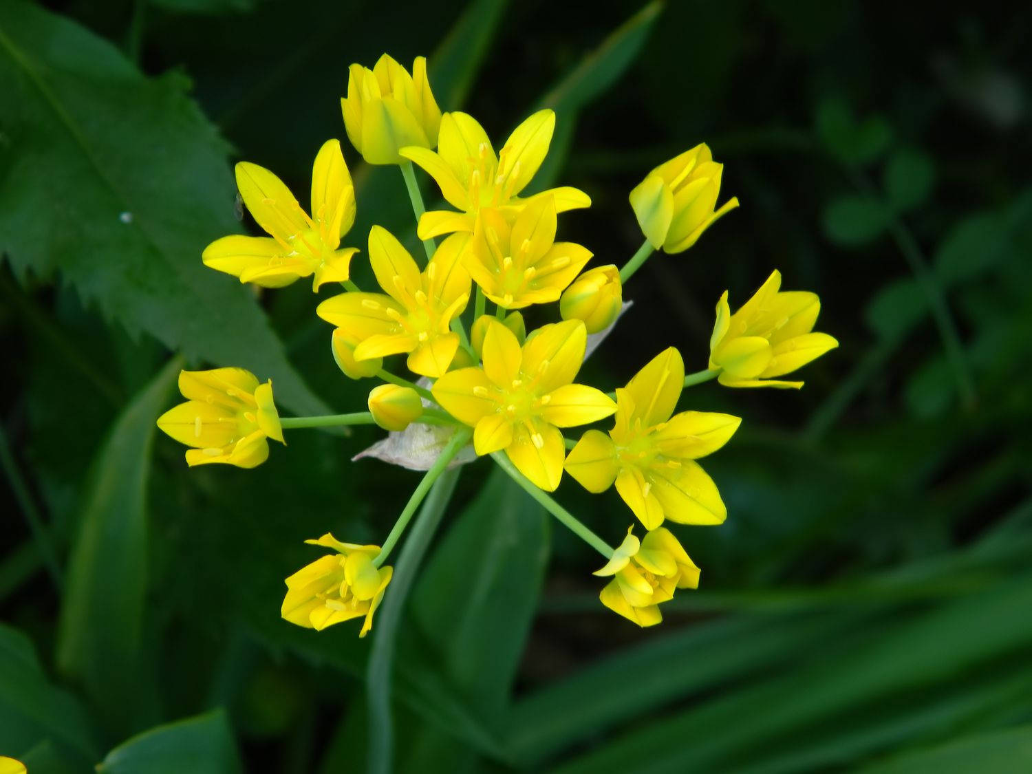 Cluster of yellow star-shaped flowers with green leaves in background