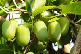 Close-up of hardy kiwi (Actinidia arguta) fruits growing on vine among green leaves in sunlight