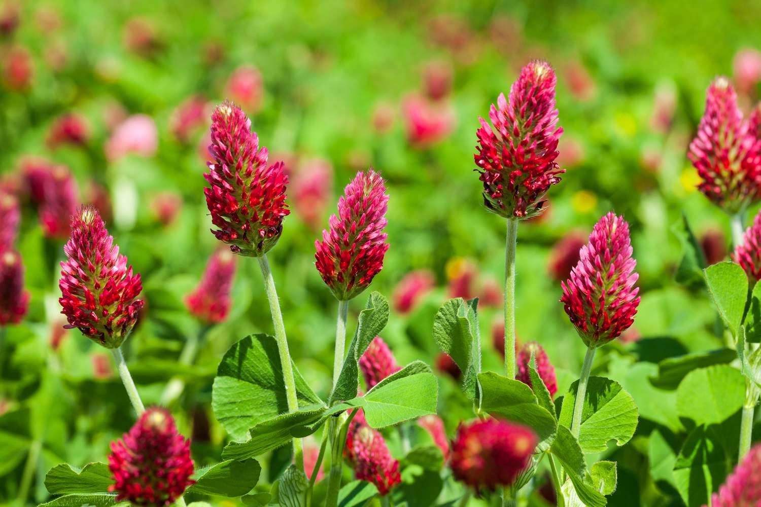 Crimson Clover flowers