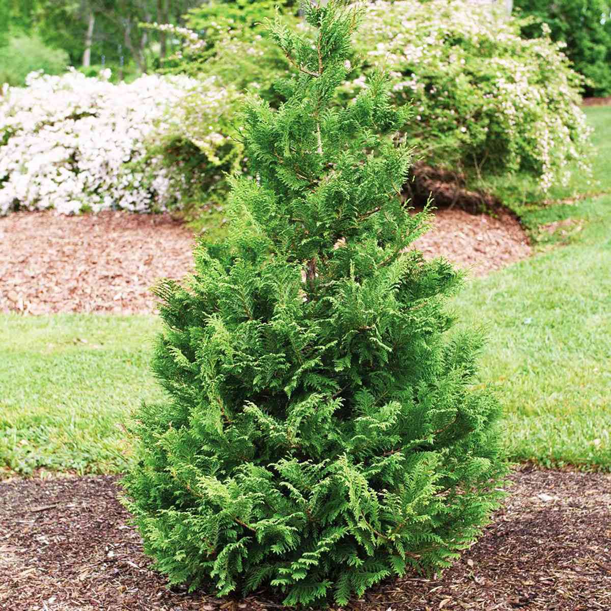 False Cypress tree