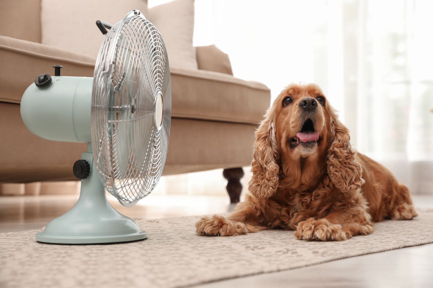 A dog lying on a rug in front of a tabletop electric fan in a living room