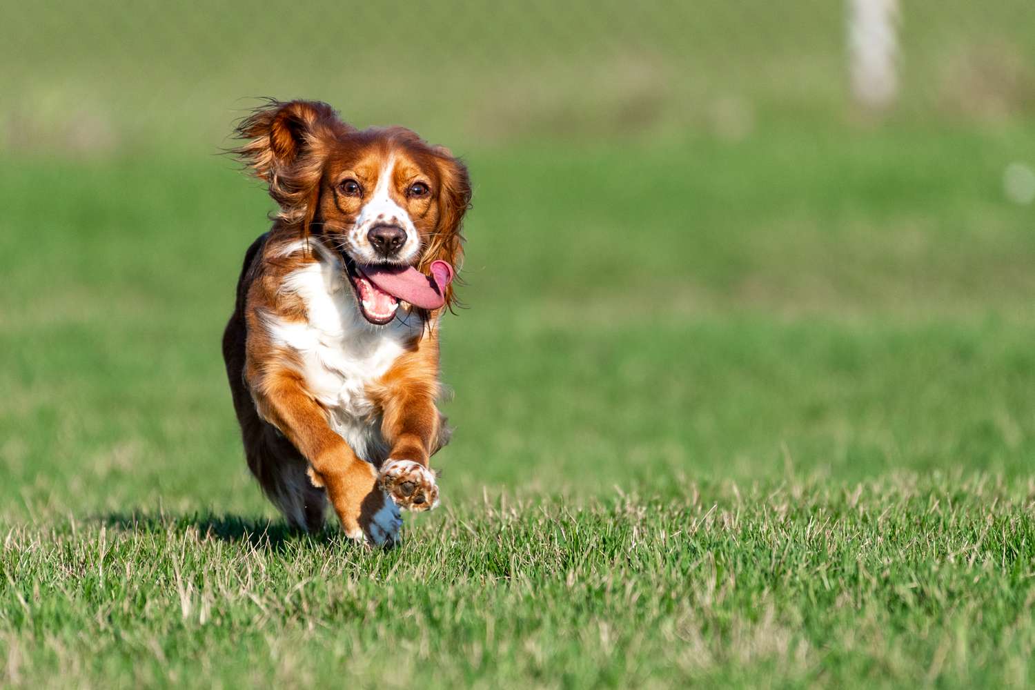Cocker Spaniel dog running on a field of grass. 