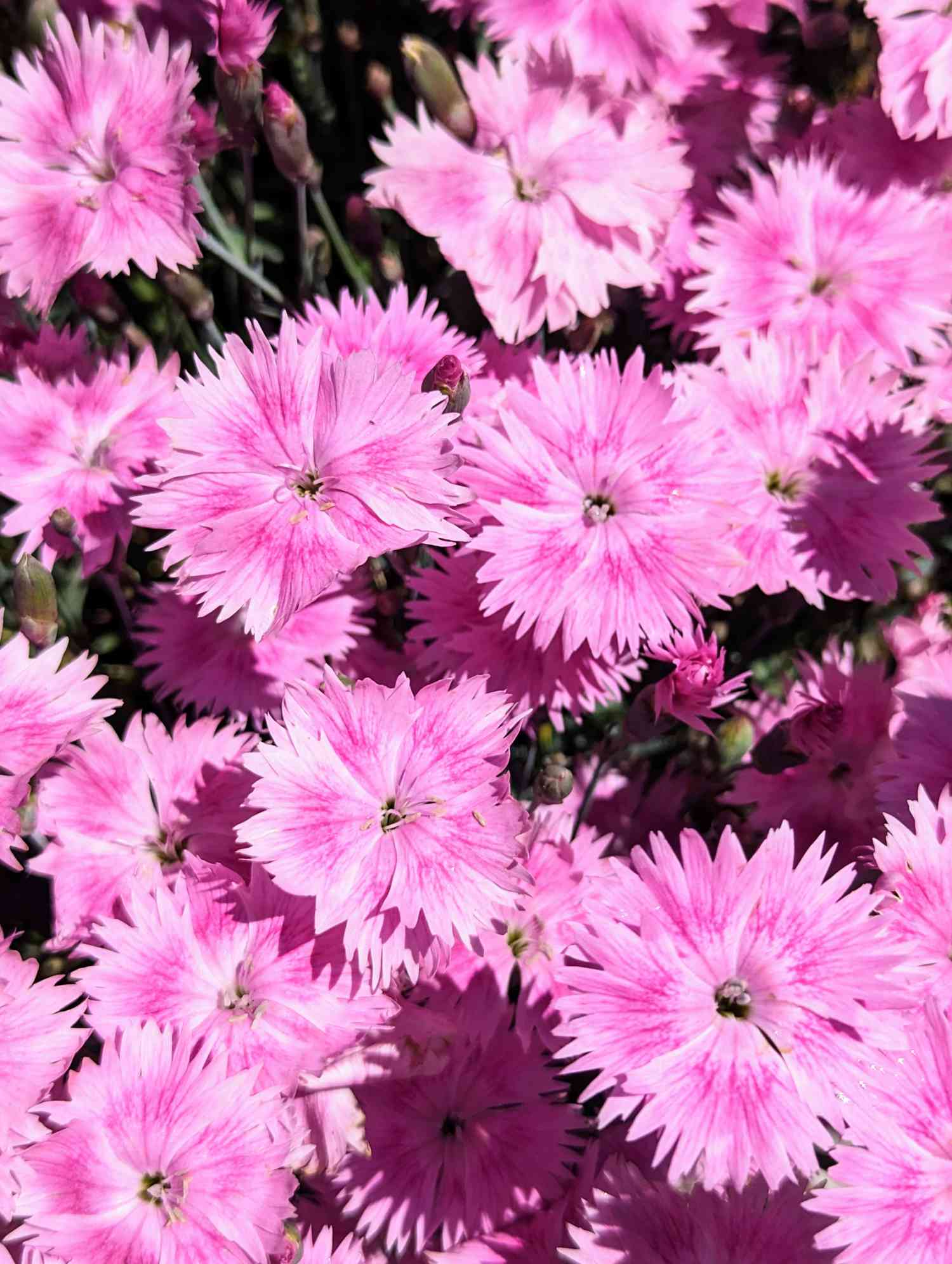 Dianthus