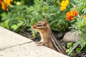 Chipmunk in Garden