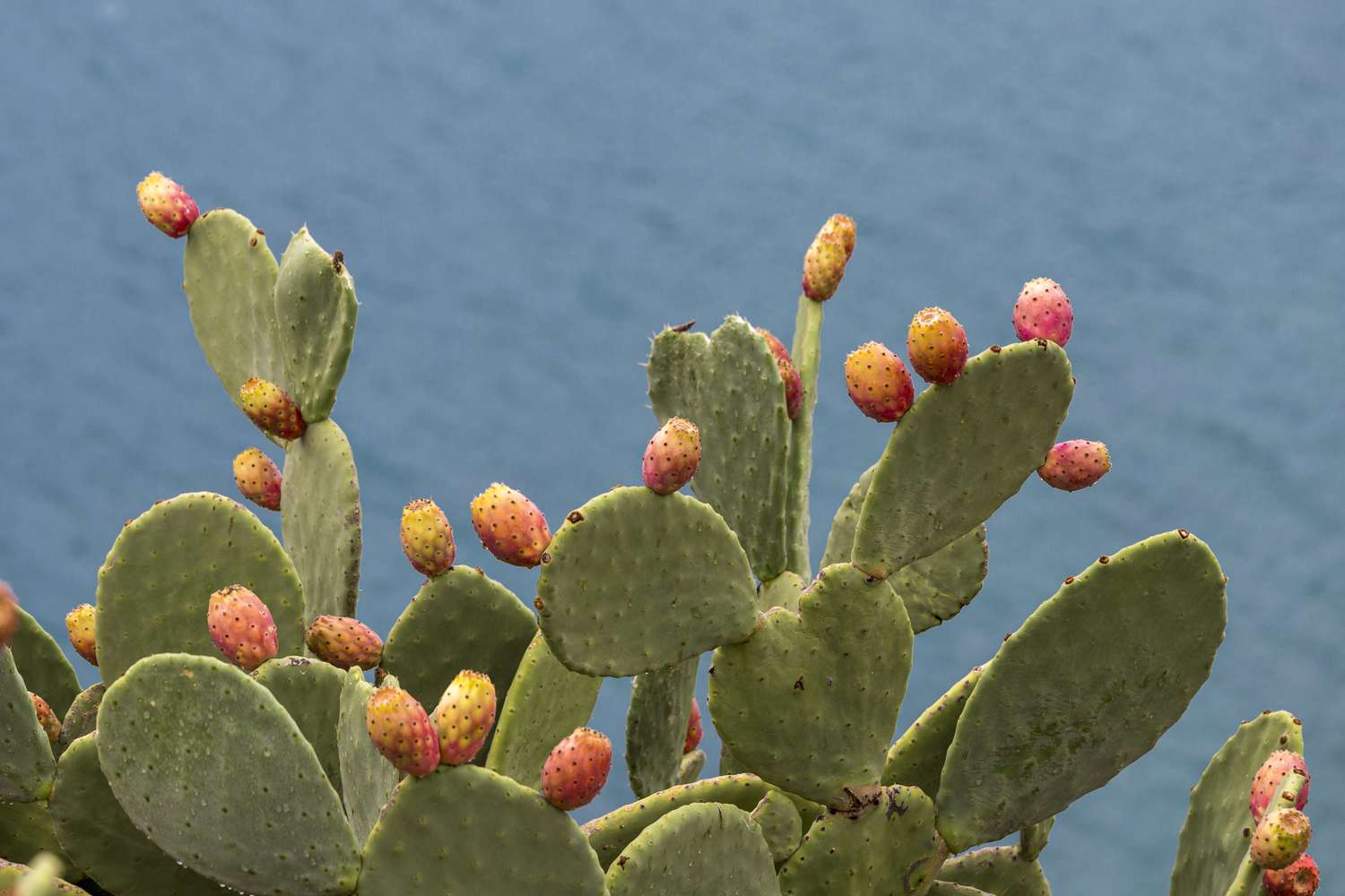 prickly pear cactus