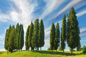 Italian Cypress trees