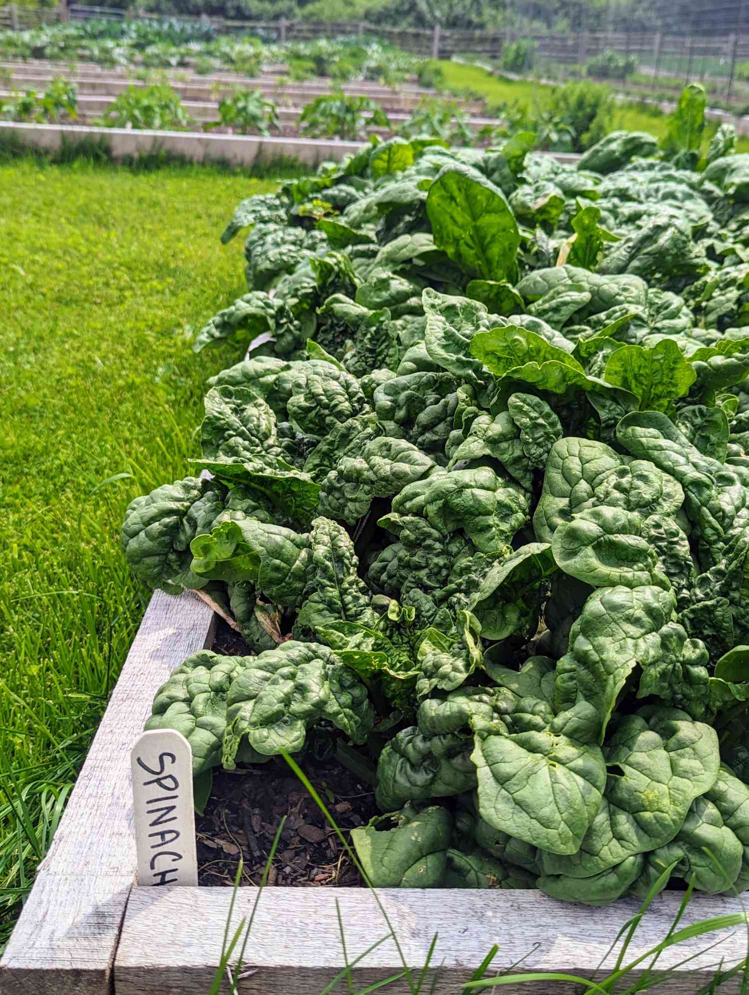 Spinach growing in the garden