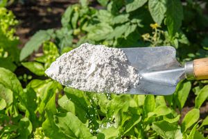 Cornstarch being used in the garden