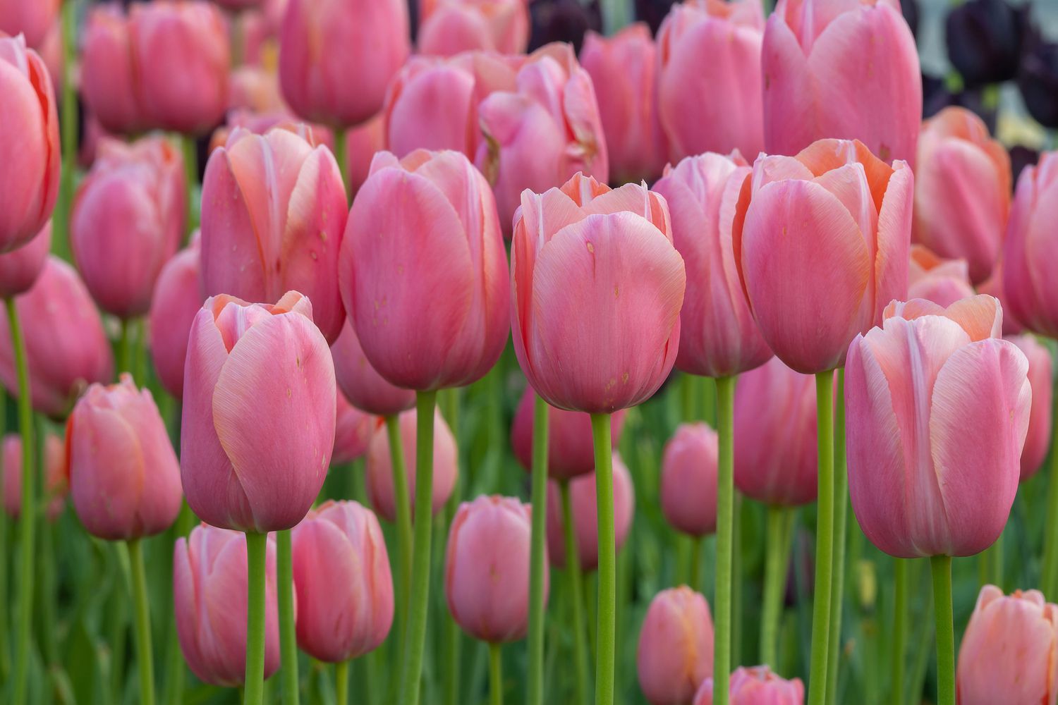Pink impression