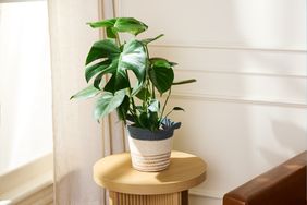 A potted monstera plant placed on a small wooden table near a window