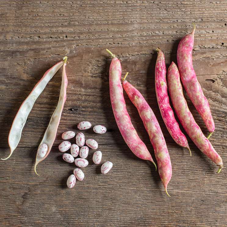 Johnny's Selected Seeds