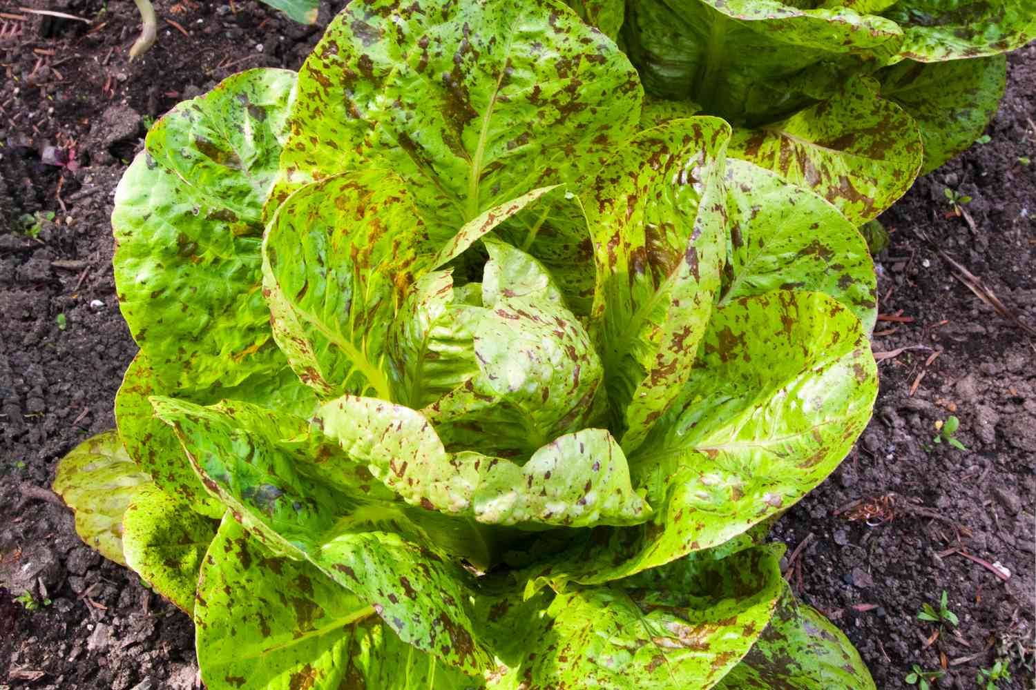 Speckled/Freckles Lettuce