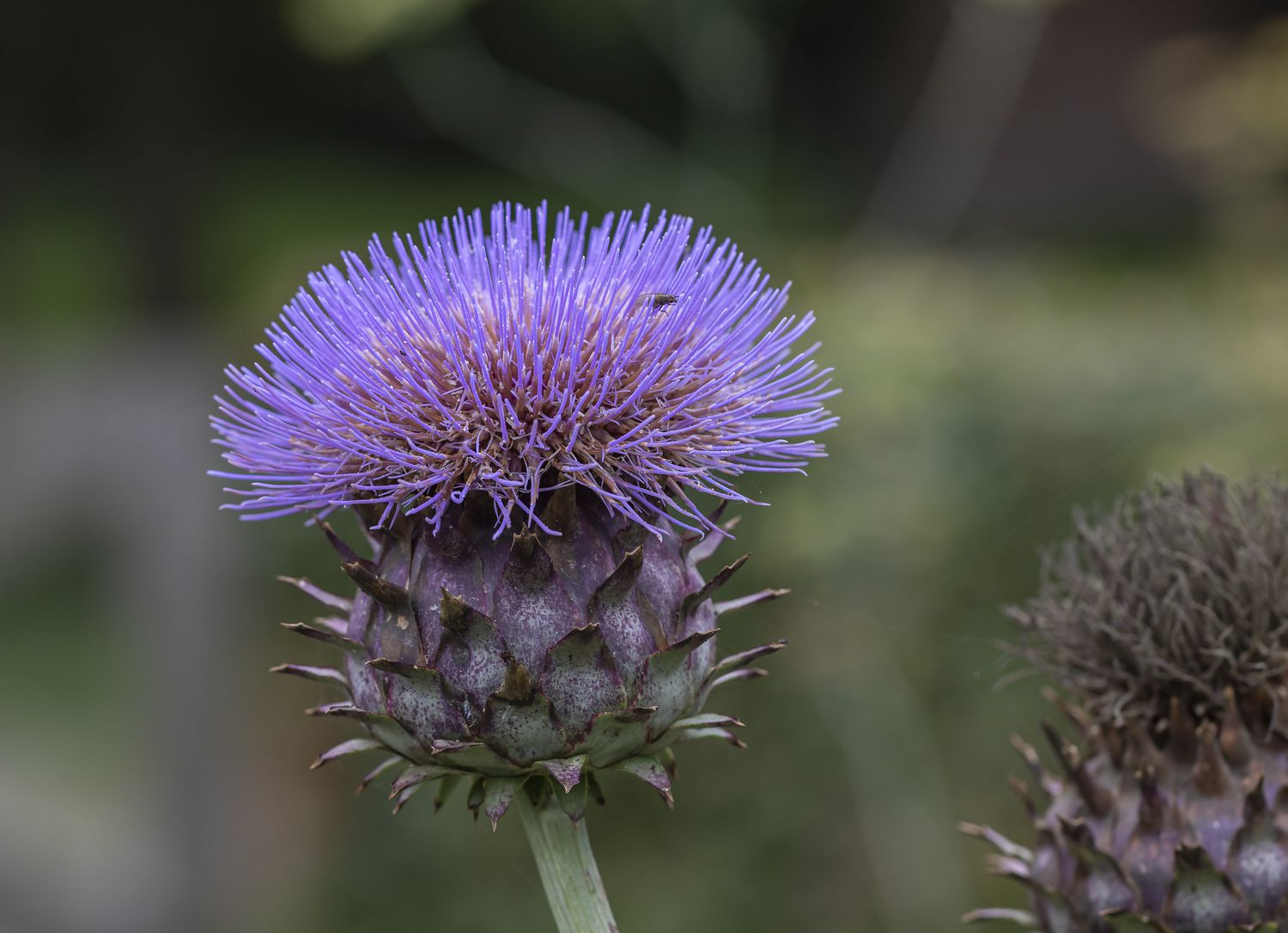 Artichoke flower in bloom