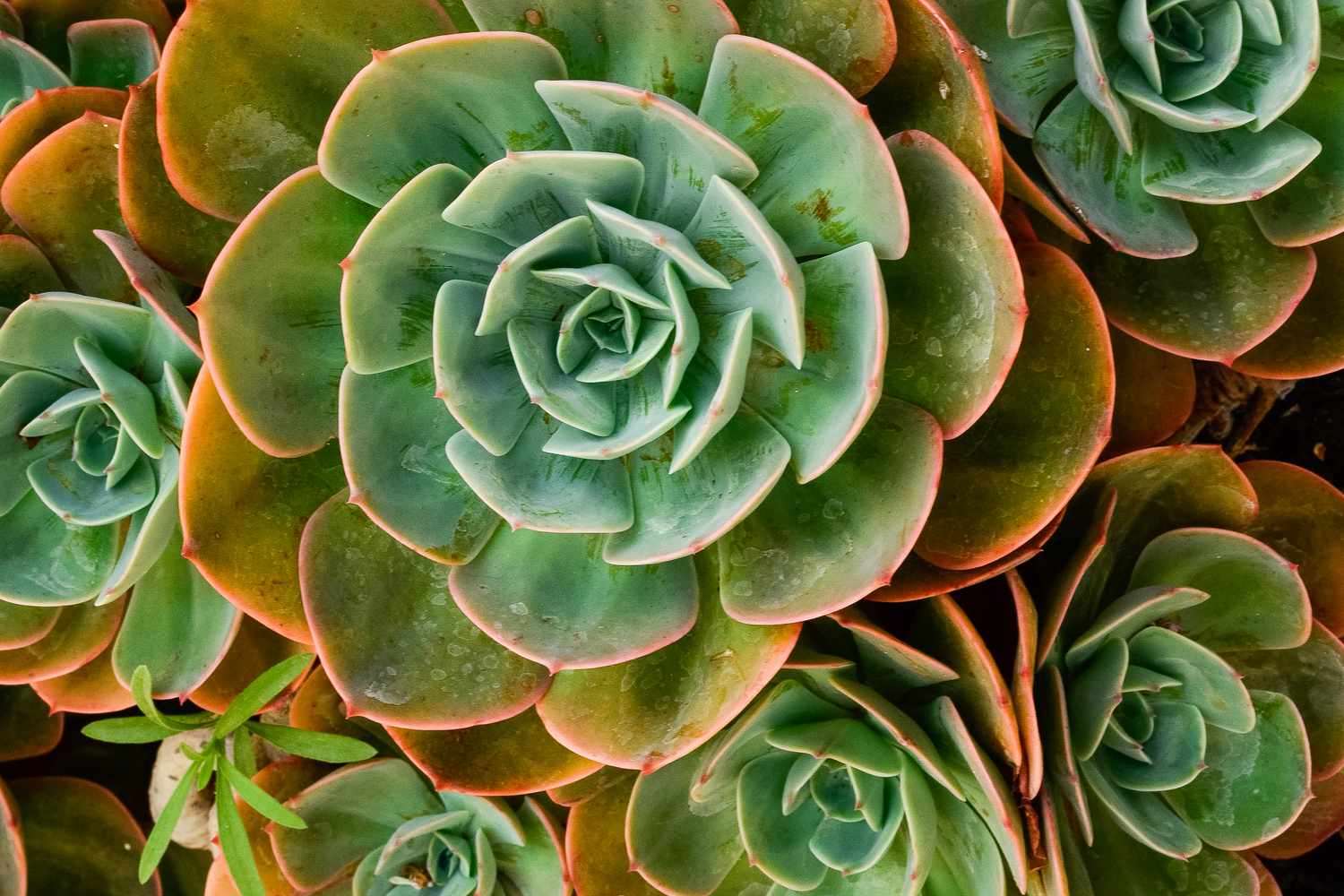Lola Echeveria